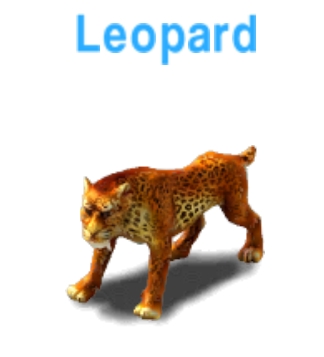 Leopard           